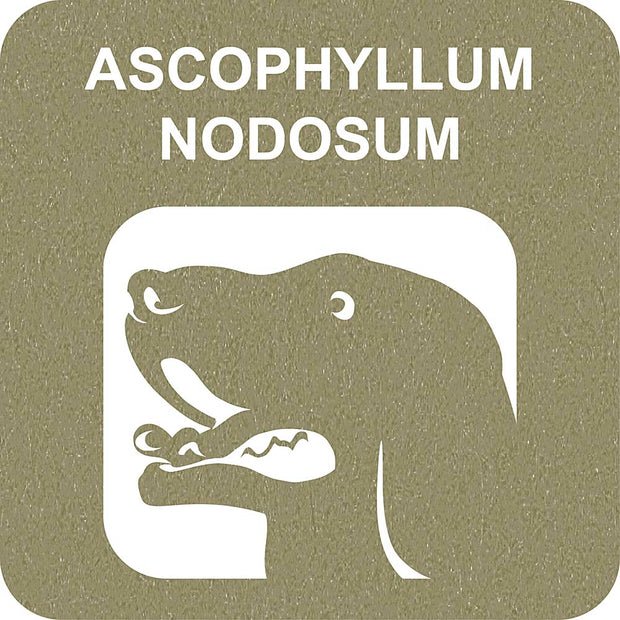 100% SNACK PALITOS - FUSILLI ASCOPHILLUM