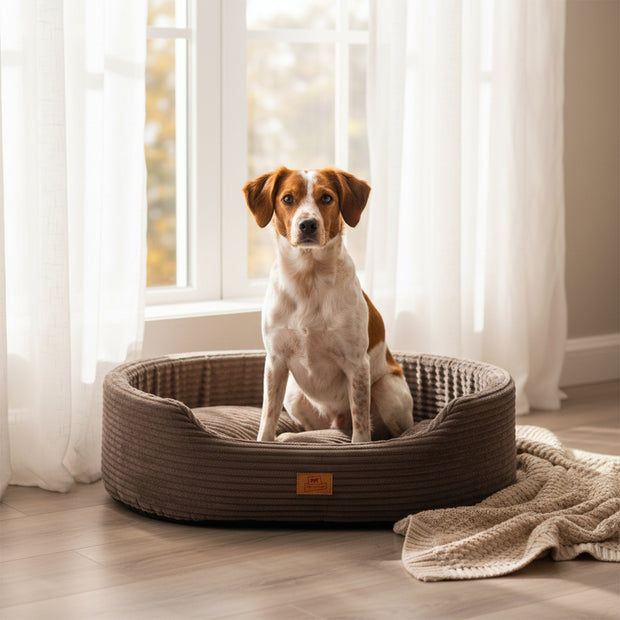 DANDY CORDUROY Cama tipo sofá con cojín extraíble para perros y gatos