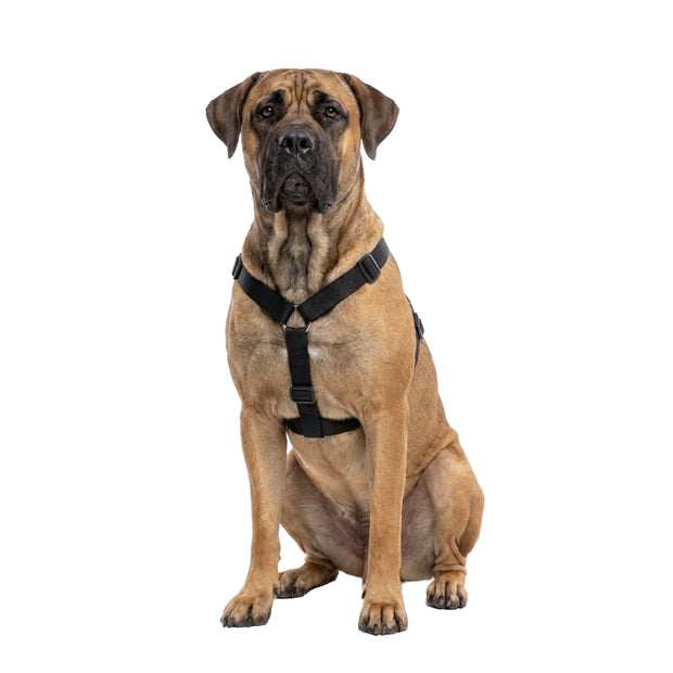 CHAMPION P