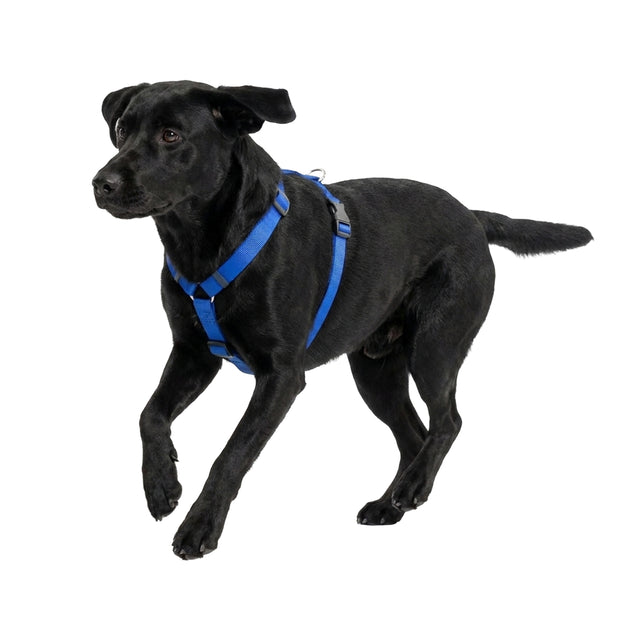 CHAMPION P